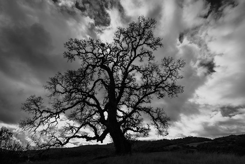 Illustration for article titled 27 Photos Of Barenaked Trees